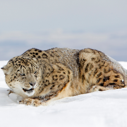 Snow Leopard Expedition Snow Leopard Expedition