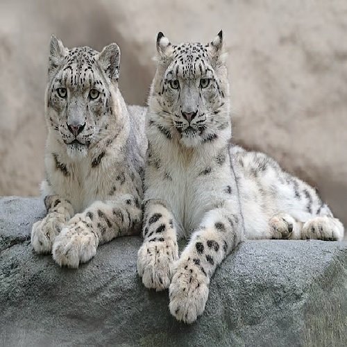 Snow Leopard Expedition Snow Leopard Expedition