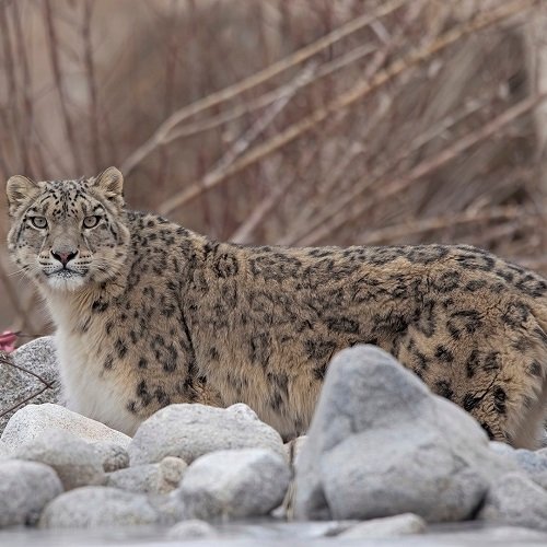Snow Leopard Expedition
